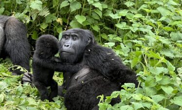 Uganda Gorilla Trekking in Bwindi
