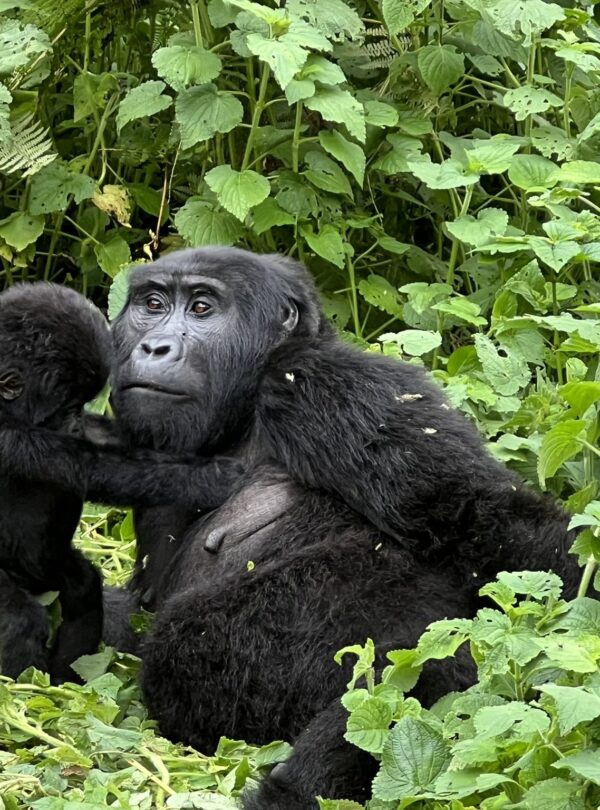 Uganda Gorilla Trekking in Bwindi
