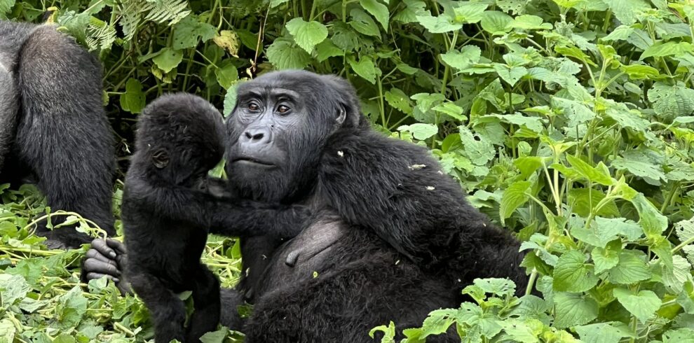 Uganda Gorilla Trekking in Bwindi