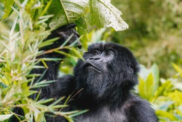 Uganda Gorilla Trekking safari