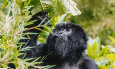 Uganda Gorilla Trekking safari