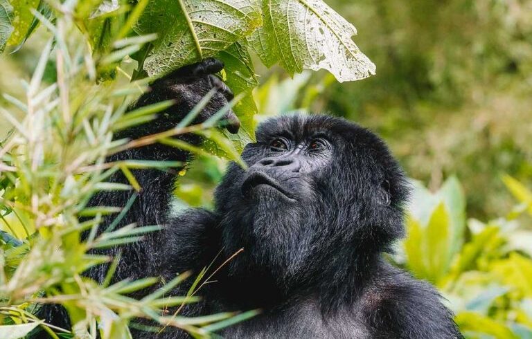 Uganda Gorilla Trekking safari