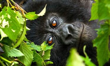 Uganda Gorilla price