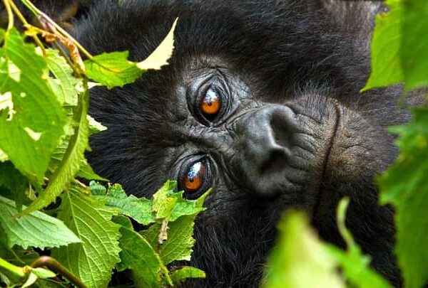 Uganda Gorilla price