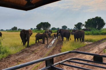 12 Day Uganda Safari Tour