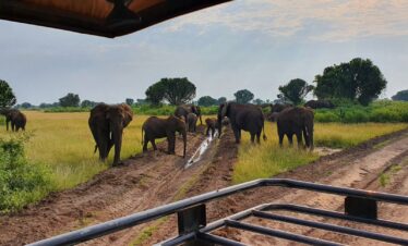 12 Day Uganda Safari Tour