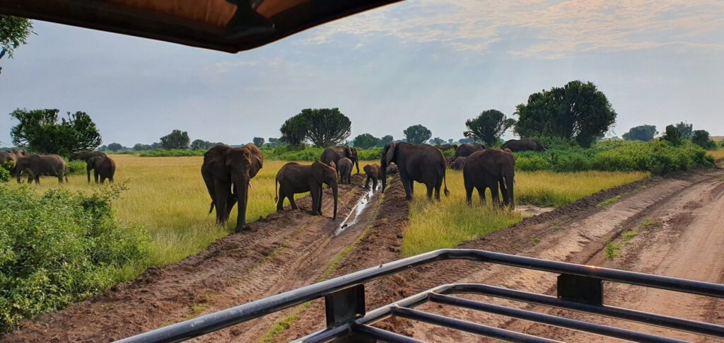 Queen Elizabeth National Park safari