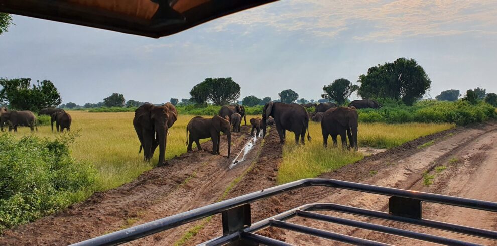 Queen Elizabeth National Park safari