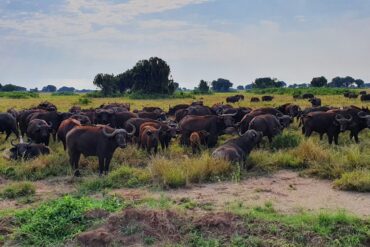 Buffalos on Uganda Safari Tour