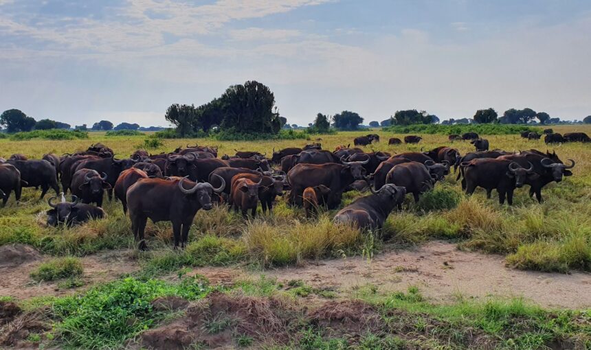 Queen Elizabeth National Park Uganda Safaris Tours
