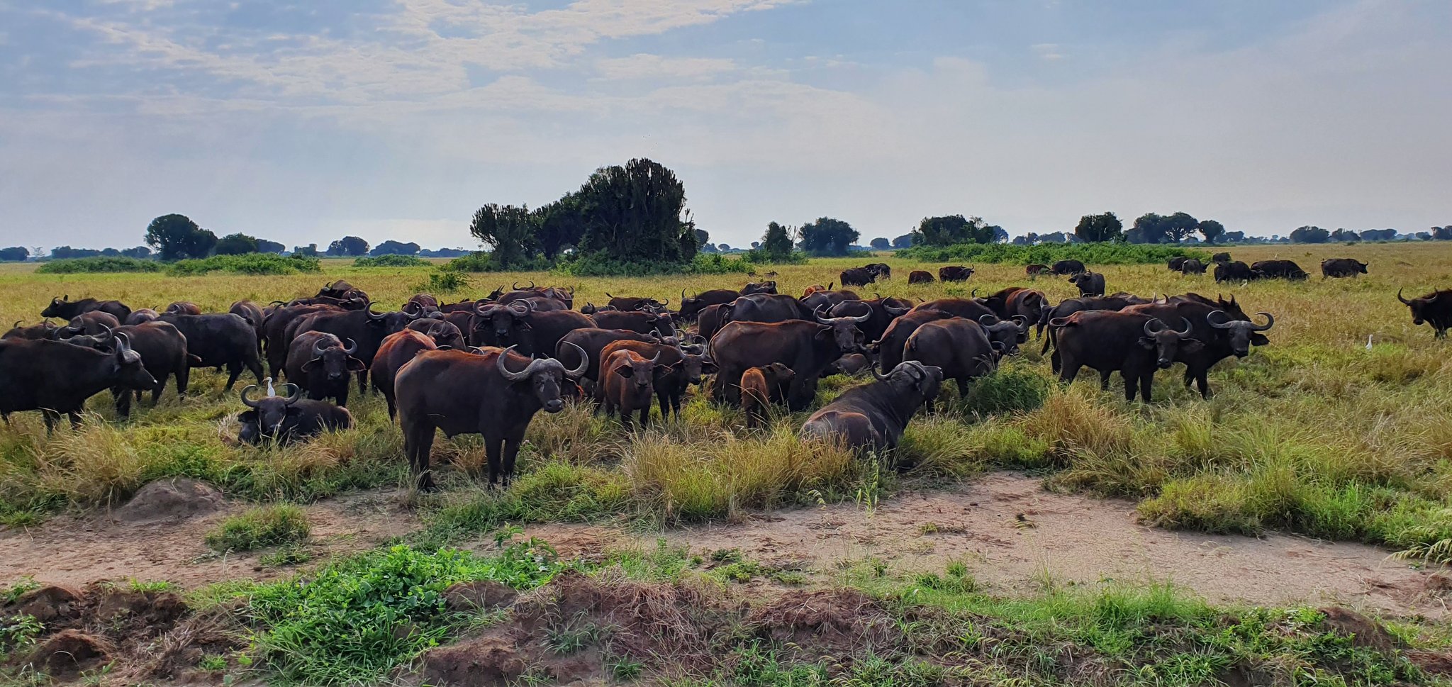 Buffalos on Uganda Safari Tour