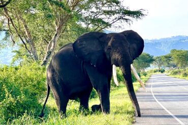 1O Days Uganda Safari