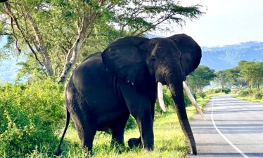 1O Days Uganda Safari