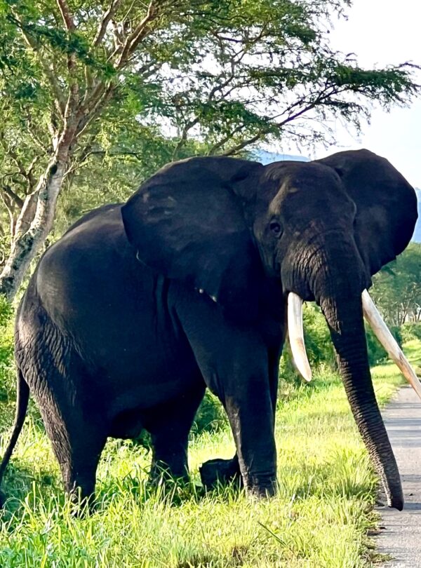 1O Days Uganda Safari