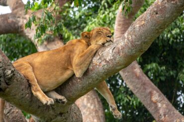 7 Day Uganda Safari
