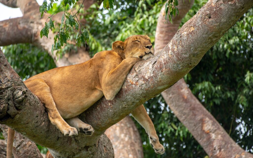 Lion in Queen Elizabeth National Park