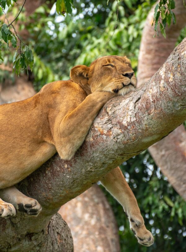 Uganda Safari Tour with Gorillas