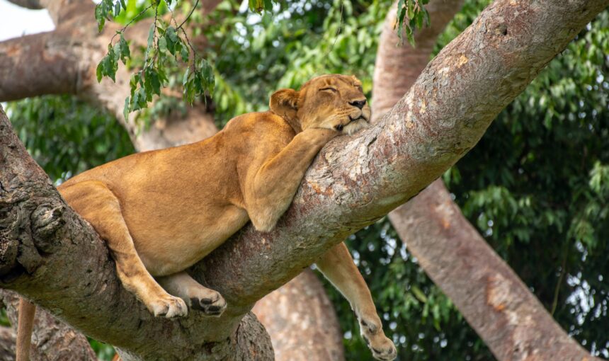 What is the Best Route for a Uganda Wildlife Safari Tour?