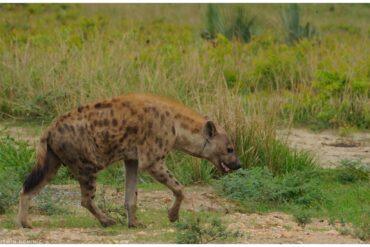 Uganda Safari Tours