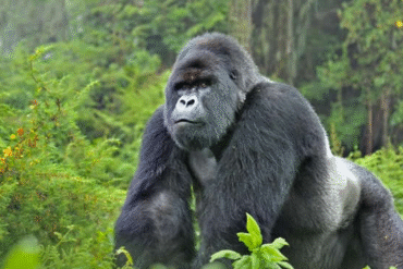 Gorilla on Uganda Safari