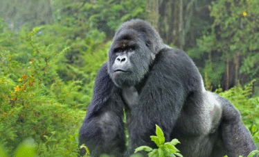 Gorilla on Uganda Safari