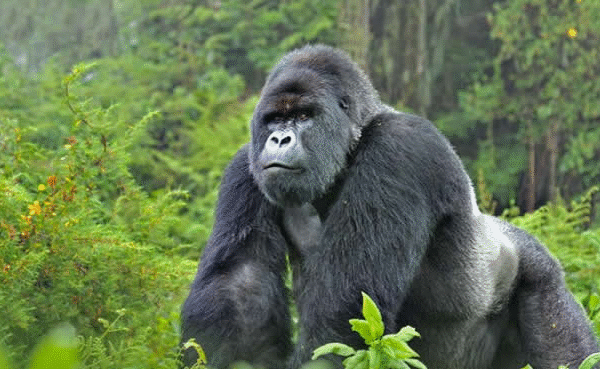 Gorilla on Uganda Safari