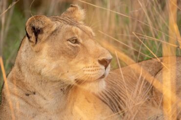 Best Uganda Safari Tour