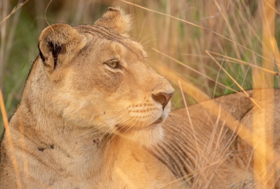 Best Uganda Safari Tour