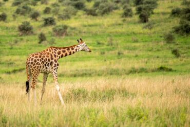Best Uganda Safari game drive