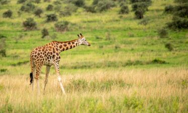 Best Uganda Safari game drive