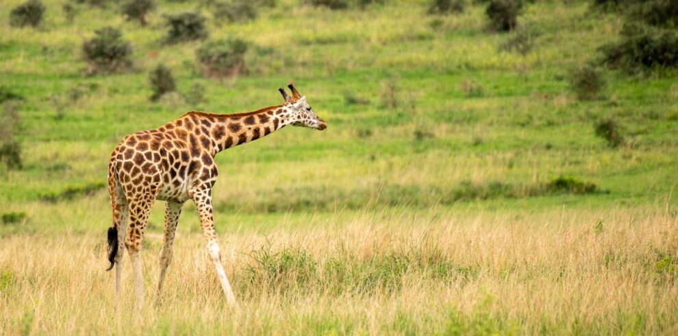 Best Uganda Safari game drive