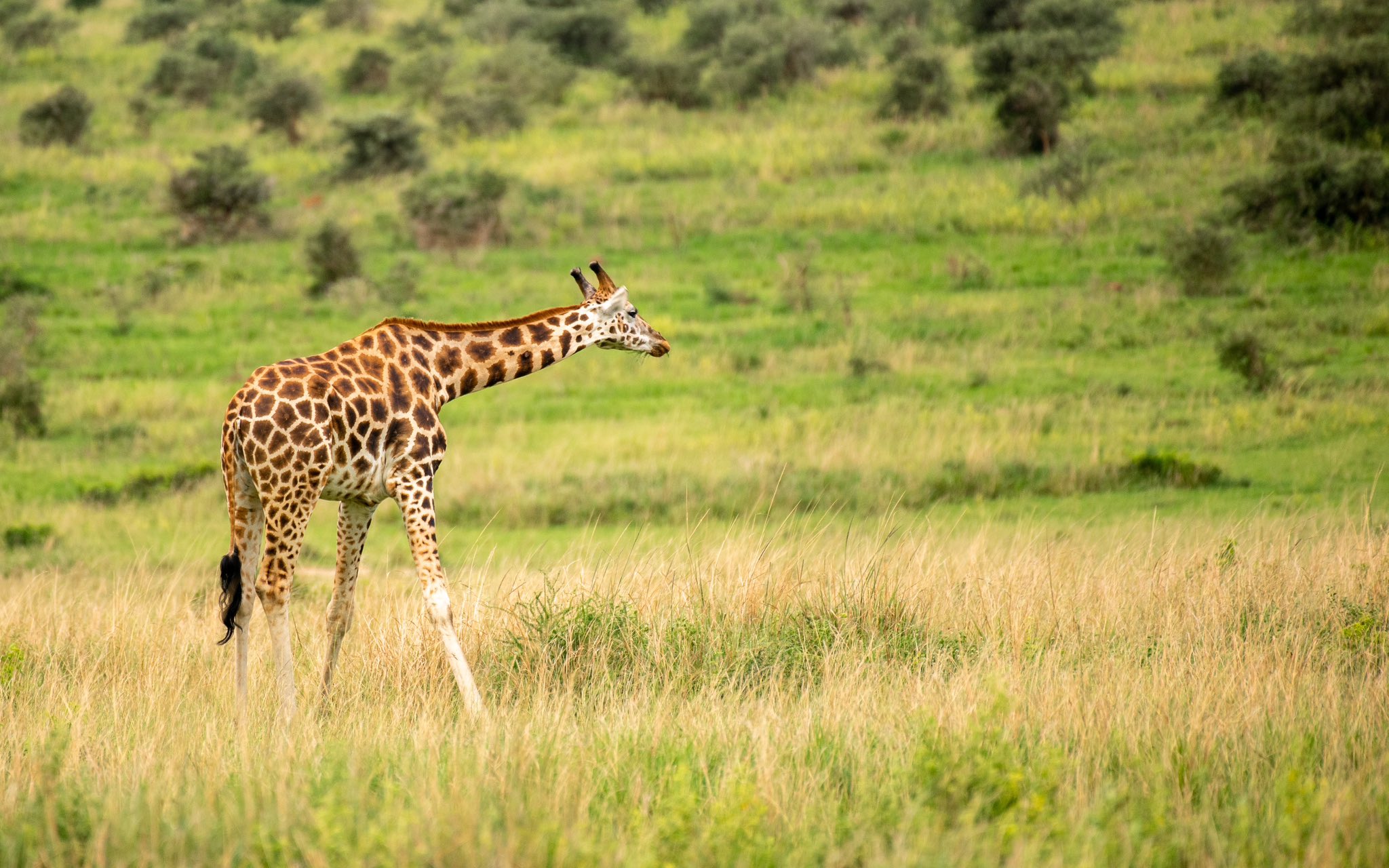 Best Uganda Safari game drive