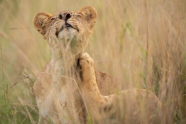 Lion on Uganda Safari Tour