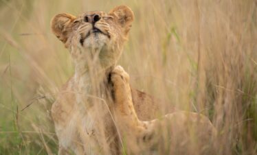 Lion on Uganda Safari Tour