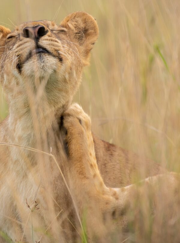 Lion on Uganda Safari Tour