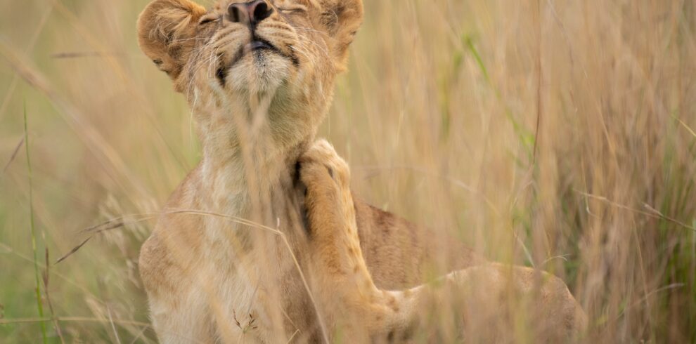Lion on Uganda Safari Tour