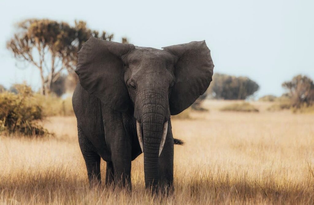 Wildlife Adventure Uganda Safari