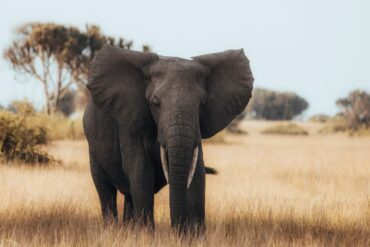 Wildlife Adventure Uganda Safari