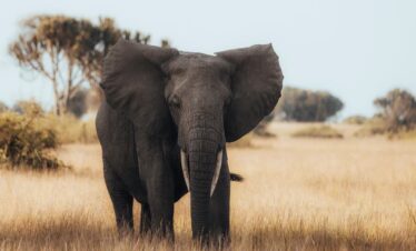 Wildlife Adventure Uganda Safari