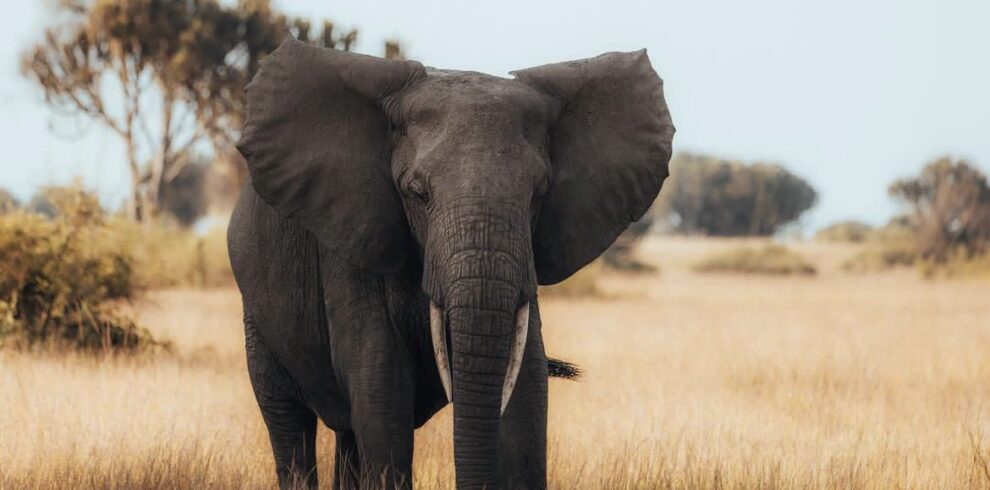 Wildlife Adventure Uganda Safari