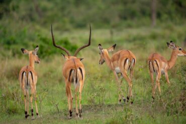 Best Safaris in Uganda