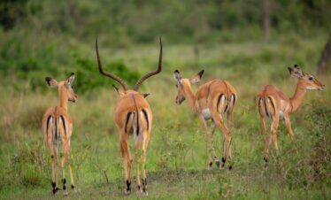 Best Safaris in Uganda