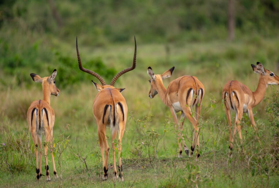 Best Safaris in Uganda