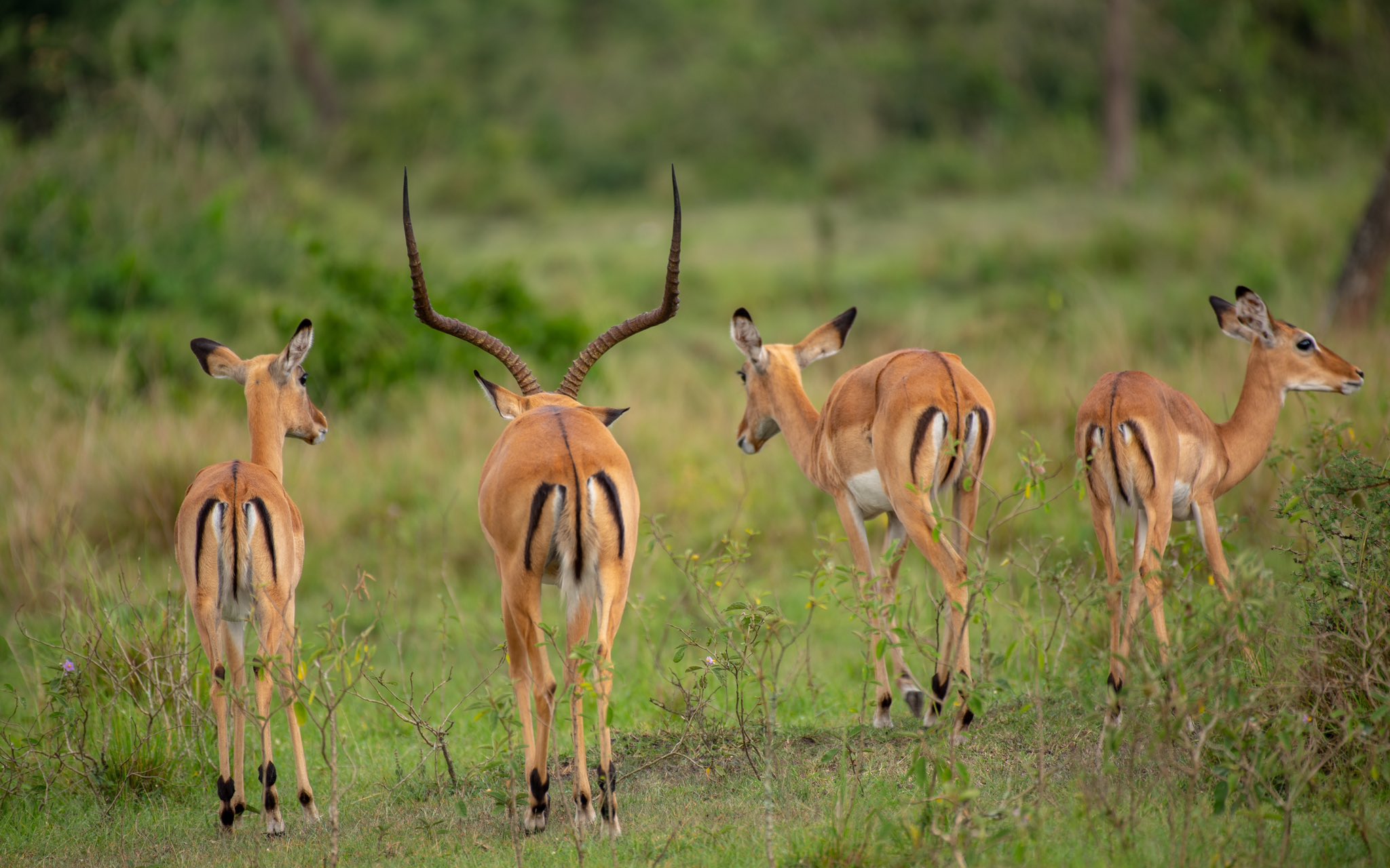Wildlife on Uganda Safari