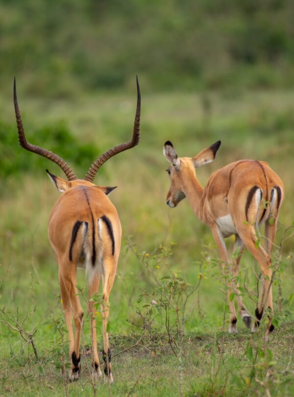 Best Uganda Safari tours