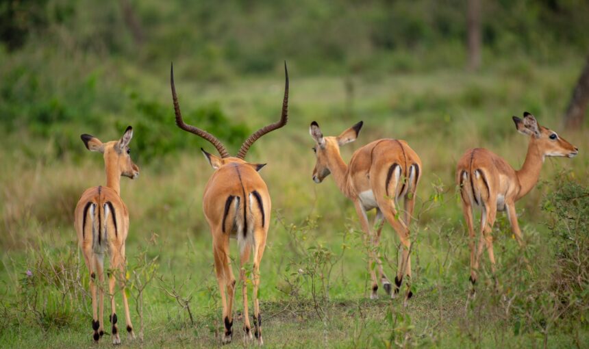 Is It Possible to Start a Uganda Safari from Kigali, Rwanda?