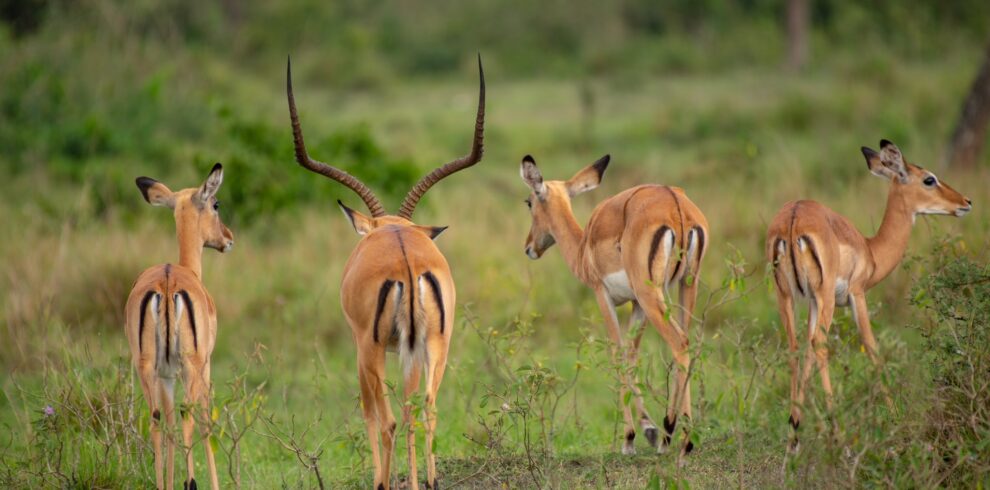 Best Uganda Safari tours