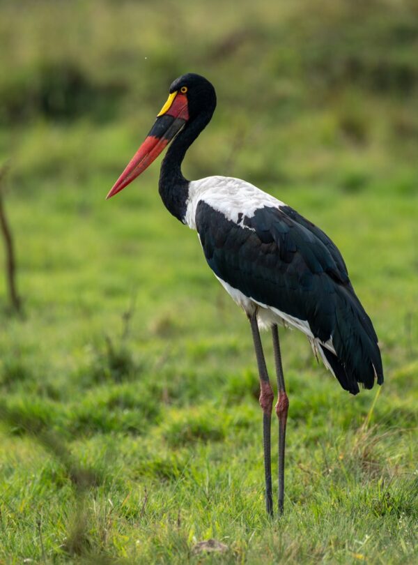 Best Murchison falls safari