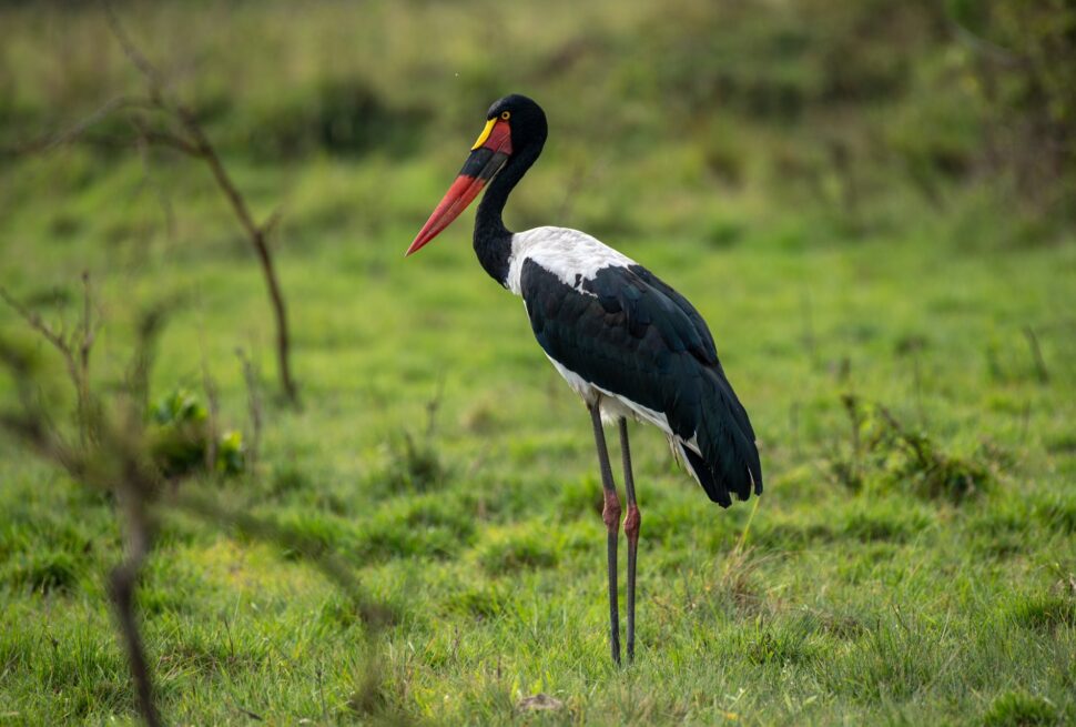 Best Murchison falls safari