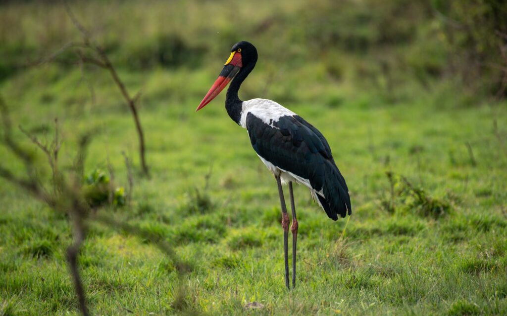 Birding Uganda Safari package
